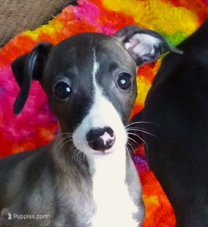 AKC A&W CH sired – Italian Greyhound puppy for sale in Clinton, SC