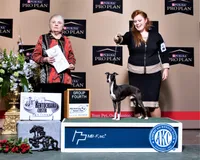 AKC Monaco GCH sired, a male Italian Greyhound for sale in Clinton, SC – 7 of 10