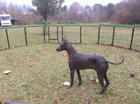 AKC Catalina, a female Xoloitzcuintli for sale in Clinton, SC – 8 of 8