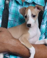  AKC BARKLAVA , a male Italian Greyhound for sale in Clinton, SC – 3 of 10