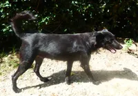 AKC BABY GIRL, a female Xoloitzcuintli for sale in Clinton, SC – 9 of 10