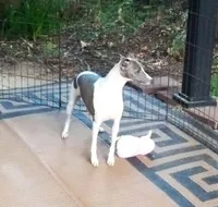  AKC Curtis CH sired ready now, a male Italian Greyhound for sale in Clinton, SC – 7 of 10