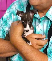  AKC Curtis CH sired ready now, a male Italian Greyhound for sale in Clinton, SC – 5 of 10