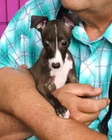  AKC Curtis CH sired ready now, a male Italian Greyhound for sale in Clinton, SC – 3 of 10