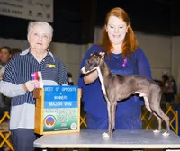 AKC Curtis CH sired ready now, a male Italian Greyhound for sale in Clinton, SC – 9 of 10