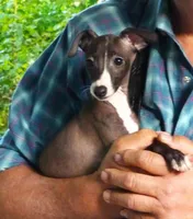  AKC Curtis CH sired ready now, a male Italian Greyhound for sale in Clinton, SC – 1 of 10