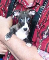  AKC Curtis CH sired ready now, a male Italian Greyhound for sale in Clinton, SC – 2 of 10