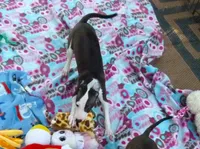 AKC Tiffany GCH sire, a female Italian Greyhound for sale in Clinton, SC – 5 of 10
