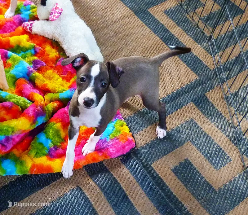 AKC Alfa Romeo GCH sired – Italian Greyhound puppy for sale in Clinton, SC