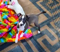 AKC Alfa Romeo GCH sired, a male Italian Greyhound for sale in Clinton, SC – 1 of 10