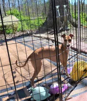 AKC Corvette GCH sired, a male Italian Greyhound for sale in Clinton, SC – 10 of 10