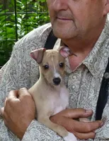 AKC Lamborghini GCH sired, a male Italian Greyhound for sale in Clinton, SC – 3 of 10