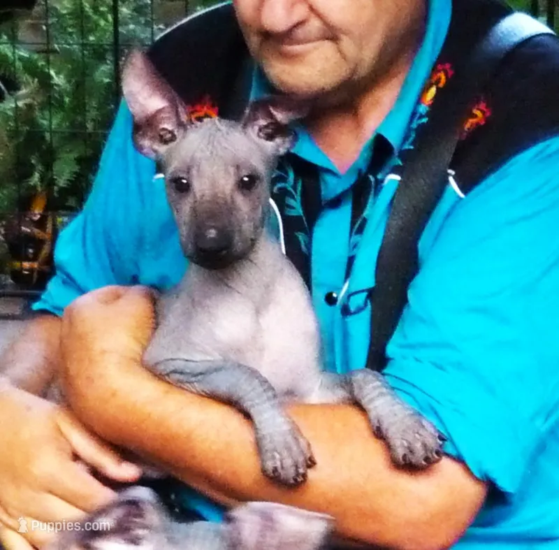 AKC Catalina – Xoloitzcuintli puppy on hold in Clinton, SC