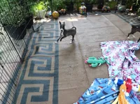 AKC Dior GCH sired, a female Italian Greyhound for sale in Clinton, SC – 3 of 10