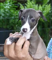 AKC A&W CH sired, a female Italian Greyhound for sale in Clinton, SC – 4 of 10