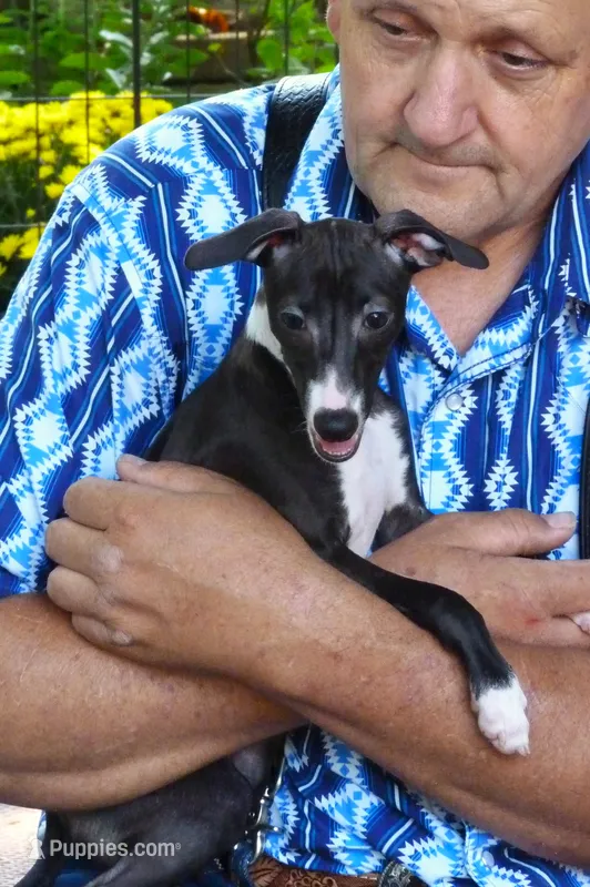 AKC  Prada GCH sired – Italian Greyhound puppy for sale in Clinton, SC