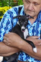 AKC  Prada GCH sired, a female Italian Greyhound for sale in Clinton, SC – 2 of 10