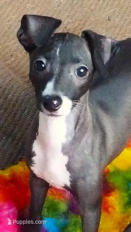 AKC 7UP CH sired – Italian Greyhound puppy for sale in Clinton, SC