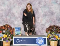 AKC Ferrari  GCH sired, a male Italian Greyhound for sale in Clinton, SC – 9 of 10