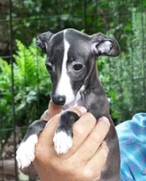 AKC Cheerwine CH sired, a female Italian Greyhound for sale in Clinton, SC – 2 of 10