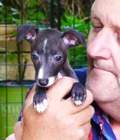 AKC 7UP CH sired, a female Italian Greyhound for sale in Clinton, SC – 4 of 10