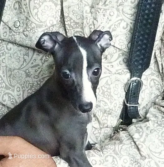 AKC Cheerwine CH sired – Italian Greyhound puppy for sale in Clinton, SC