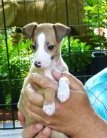 AKC Monaco GCH sired, a male Italian Greyhound for sale in Clinton, SC – 6 of 10