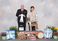 AKC PUZZLE GCH SIRED, a male Italian Greyhound for sale in Clinton, SC – 3 of 7