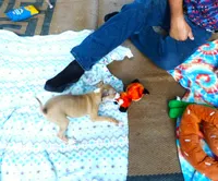 AKC Monaco GCH sired, a male Italian Greyhound for sale in Clinton, SC – 4 of 10