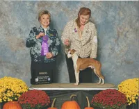 AKC CHESS GCH SIRED, a male Italian Greyhound for sale in Clinton, SC – 4 of 6