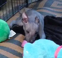 AKC Catalina, a female Xoloitzcuintli for sale in Clinton, SC – 2 of 8