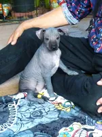 AKC TIP, a male Xoloitzcuintli for sale in Clinton, SC – 5 of 8