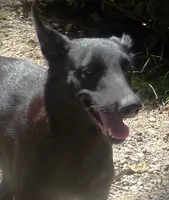 AKC BABY GIRL, a female Xoloitzcuintli for sale in Clinton, SC – 10 of 10