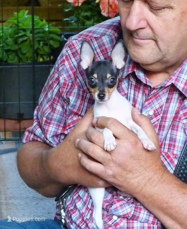 AKC Chester CH sired ready now – Toy Fox Terrier puppy for sale in Clinton, SC