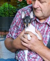 AKC Chester CH sired ready now, a male Toy Fox Terrier for sale in Clinton, SC – 1 of 10