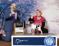 AKC Chester CH sired ready now, a male Toy Fox Terrier for sale in Clinton, SC – 8 of 10