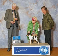 AKC Chester CH sired ready now, a male Toy Fox Terrier for sale in Clinton, SC – 10 of 10