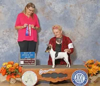 AKC Chester CH sired ready now, a male Toy Fox Terrier for sale in Clinton, SC – 6 of 10