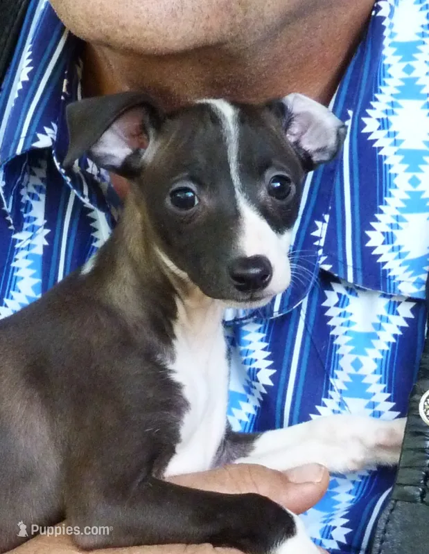 AKC Sage GCH sired – Italian Greyhound puppy for sale in Clinton, SC