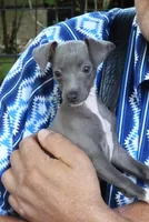 AKC peppermint CH sired, a female Italian Greyhound for sale in Clinton, SC – 2 of 9