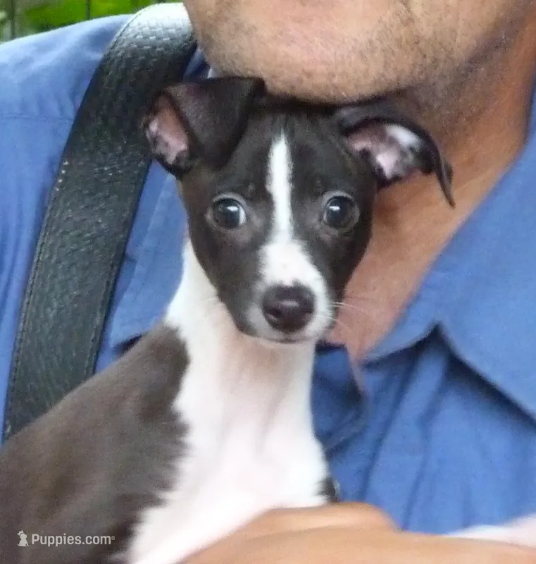 AKC Hugs GCH sired – Italian Greyhound puppy for sale in Clinton, SC