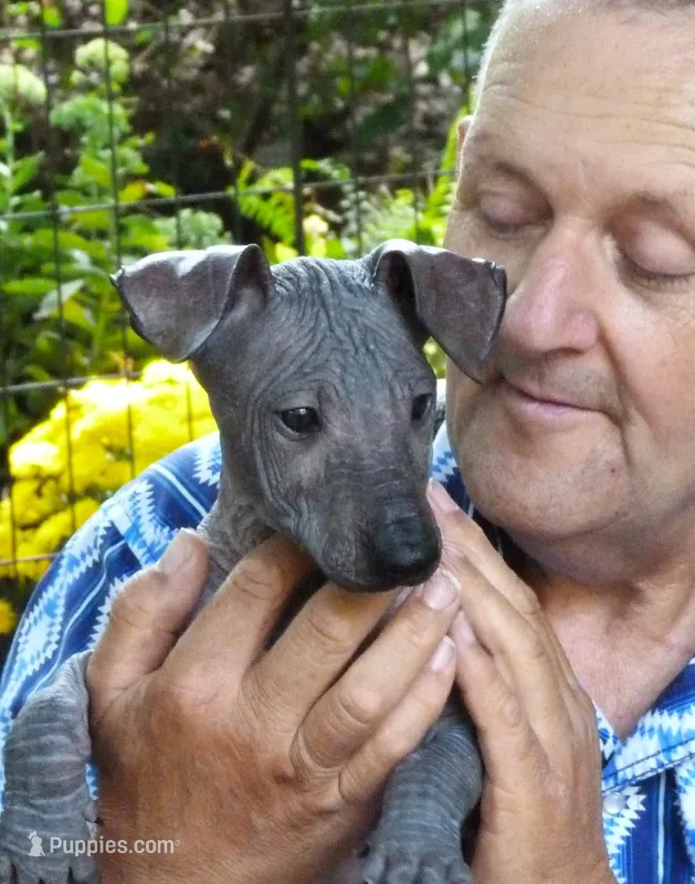 AKC CUTIE PATOOTIE – Xoloitzcuintli puppy for sale in Clinton, SC
