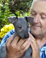 AKC CUTIE PATOOTIE, a female Xoloitzcuintli for sale in Clinton, SC – 1 of 10