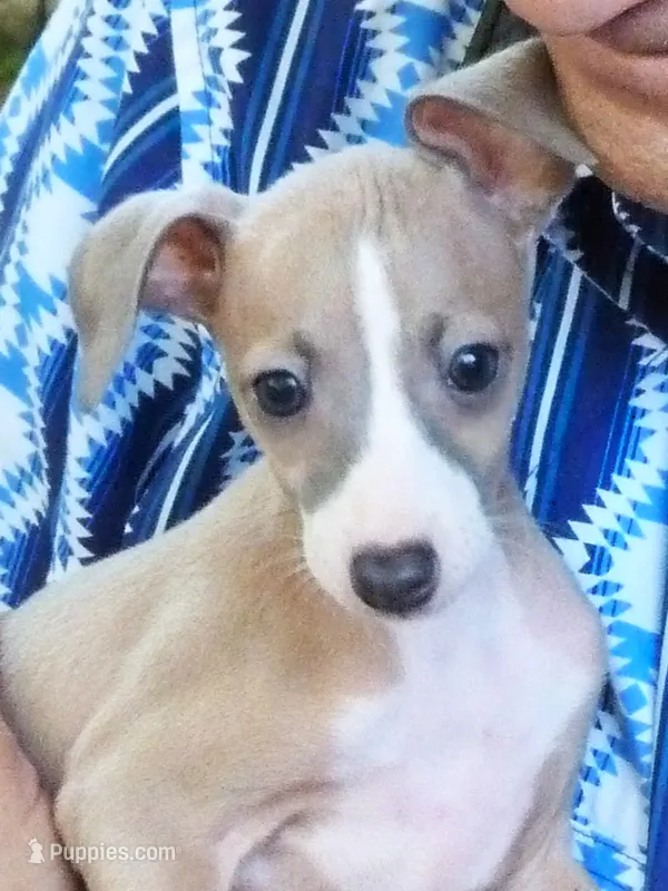 AKC Rosemary GCH sired – Italian Greyhound puppy for sale in Clinton, SC