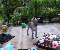 AKC Catalina, a female Xoloitzcuintli for sale in Clinton, SC – 4 of 8