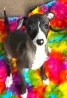 AKC A&W CH sired, a female Italian Greyhound for sale in Clinton, SC – 5 of 10