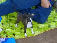 AKC Sage GCH sired, a female Italian Greyhound for sale in Clinton, SC – 2 of 9