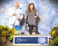 AKC Lamborghini GCH sired, a male Italian Greyhound for sale in Clinton, SC – 8 of 10