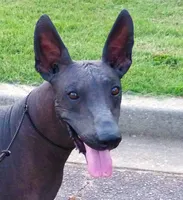 AKC BIG BOY, a male Xoloitzcuintli for sale in Clinton, SC – 9 of 10