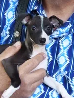 AKC Sage GCH sired, a female Italian Greyhound for sale in Clinton, SC – 3 of 9